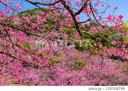 沖縄県国頭郡本部町 もとぶ八重岳桜まつりが行われる八重岳山頂付近の琉球寒緋桜のさくらの山 沖縄県国頭郡本部町 もとぶ八重岳桜まつりが行われる八重岳山頂付近の琉球寒緋桜のさくらの山 138108799