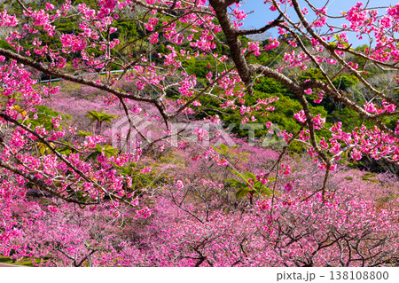 沖縄県国頭郡本部町 もとぶ八重岳桜まつりが行われる八重岳山頂付近の琉球寒緋桜のさくらの山 沖縄県国頭郡本部町 もとぶ八重岳桜まつりが行われる八重岳山頂付近の琉球寒緋桜のさくらの山 138108800