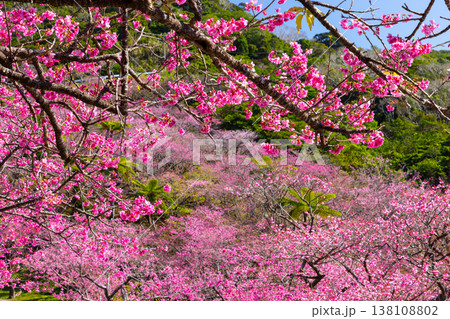 沖縄県国頭郡本部町　もとぶ八重岳桜まつりが行われる八重岳山頂付近の琉球寒緋桜のさくらの山 138108802