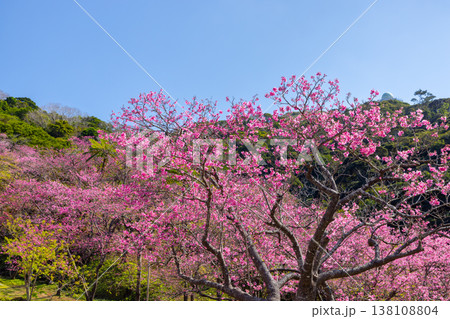 沖縄県国頭郡本部町　もとぶ八重岳桜まつりが行われる八重岳山頂付近の琉球寒緋桜のさくらの山 138108804