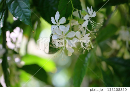 爽やか クラリンドウの花 爽やか クラリンドウの花 138108820
