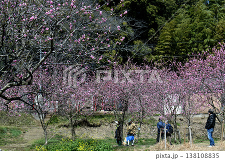桃の花 138108835
