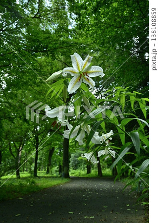 武蔵丘陵森林公園に咲く山百合の花 武蔵丘陵森林公園に咲く山百合の花 138108859