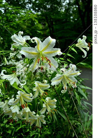 武蔵丘陵森林公園に咲く山百合の花 138108860