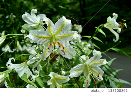 武蔵丘陵森林公園に咲く山百合の花 138108861
