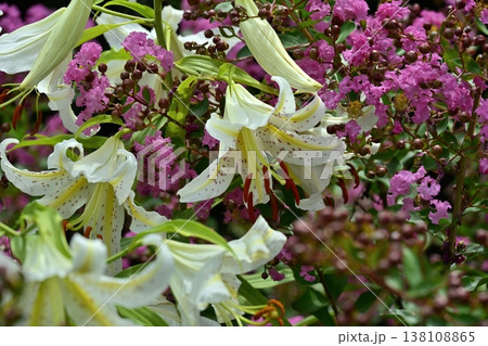 武蔵丘陵森林公園サルスベリの花の間に咲く山百合の花 138108865