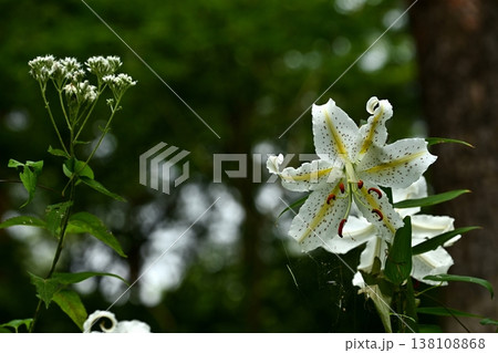 武蔵丘陵森林公園に咲く山百合の花 138108868
