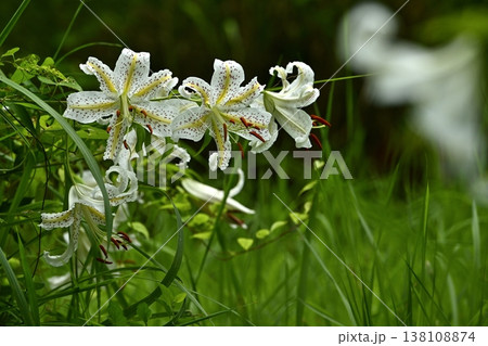 武蔵丘陵森林公園に咲く山百合の花 138108874