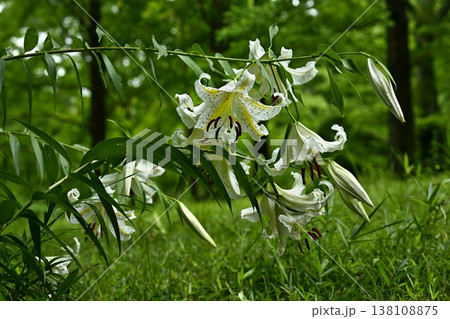 武蔵丘陵森林公園に咲く山百合の花 138108875