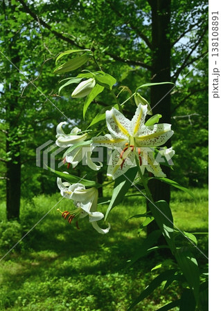武蔵丘陵森林公園に咲く山百合の花 138108891