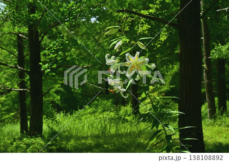 武蔵丘陵森林公園に咲く山百合の花 138108892