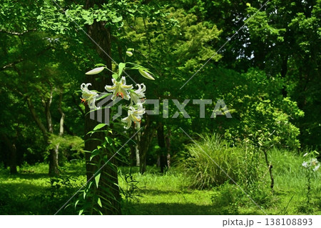 武蔵丘陵森林公園に咲く山百合の花 138108893