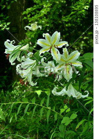 武蔵丘陵森林公園に咲く山百合の花 138108895
