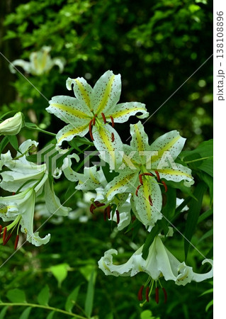 武蔵丘陵森林公園に咲く山百合の花 武蔵丘陵森林公園に咲く山百合の花 138108896