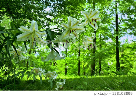 武蔵丘陵森林公園に咲く山百合の花 138108899