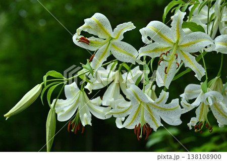 武蔵丘陵森林公園に咲く山百合の花 138108900