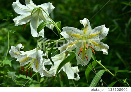 武蔵丘陵森林公園に咲く山百合の花 138108902
