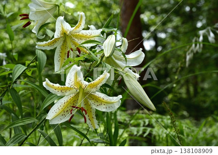 武蔵丘陵森林公園に咲く山百合の花 138108909