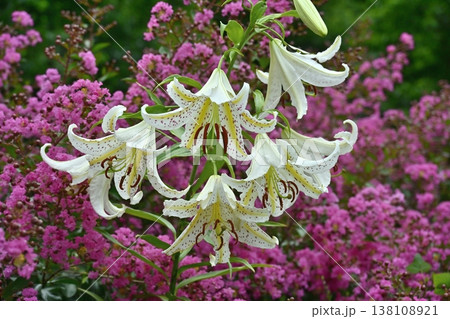 武蔵丘陵森林公園サルスベリの花の間に咲く山百合の花 138108921