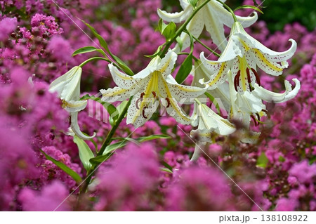 武蔵丘陵森林公園サルスベリの花の間に咲く山百合の花 138108922