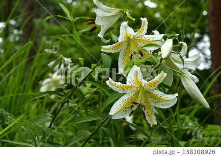武蔵丘陵森林公園に咲く山百合の花 138108926