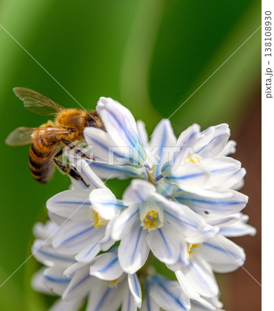Close-up of a honey bee on a blue-striped white flower Close-up of a honey bee on a blue-striped white flower 138108930