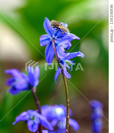 Detailed macro photo of a bluebell with a fly on its purple petals 138108936