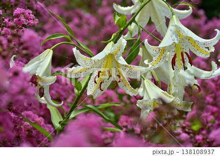武蔵丘陵森林公園サルスベリの花の間に咲く山百合の花 138108937