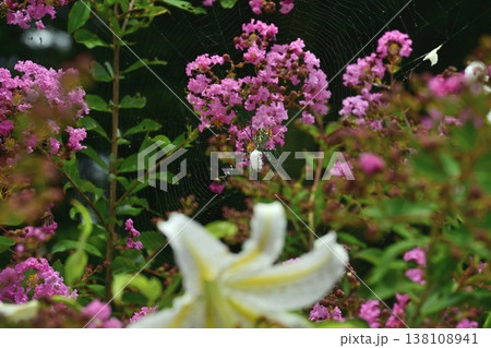 武蔵丘陵森林公園サルスベリの花の間に咲く山百合の花 138108941