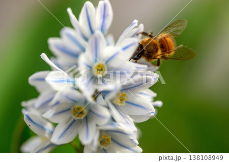 Tiny bee explores petals in a soft, blurred garden setting Tiny bee explores petals in a soft, blurred garden setting 138108949
