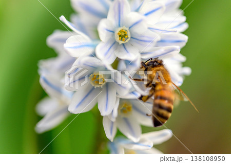 Close-up of bee collecting nectar from white-blue flowers 138108950