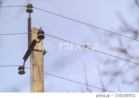 Bird on wire beside old pole, sky above with tree silhouettes Bird on wire beside old pole, sky above with tree silhouettes 138108952