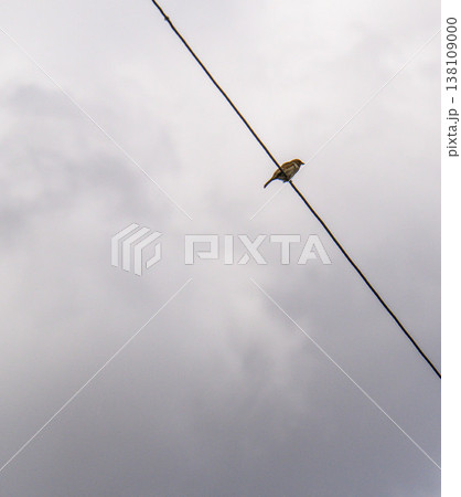 Tiny bird on wire, cloudy sky backdrop 138109000