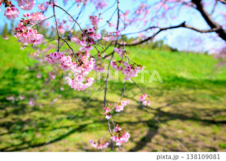 桜並木の綺麗な北浅羽桜堤公園 一本の早咲き安行寒桜 桜並木の綺麗な北浅羽桜堤公園 一本の早咲き安行寒桜 138109081