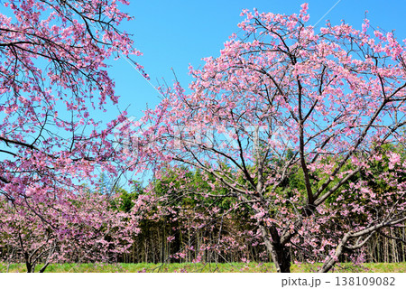 桜並木の綺麗な北浅羽桜堤公園　一本の早咲き安行寒桜 138109082