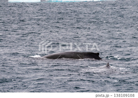 Detail of a humpback dorsal fin and blow hole 138109108