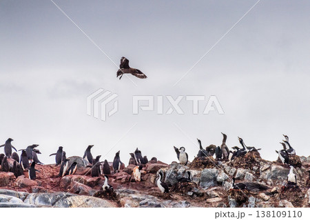 Brown skua attacking a penguin colony 138109110