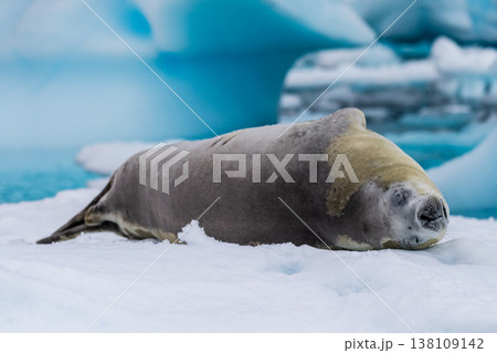 Crabeater Seal resting on a sheet of ice 138109142