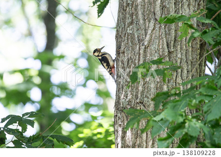 アカゲラ 138109228
