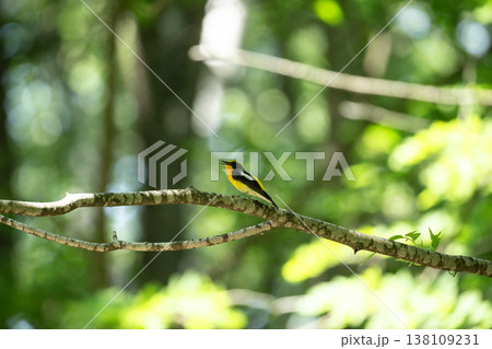 新緑の森のキビタキ 138109231