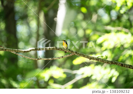 新緑の森のキビタキ 138109232