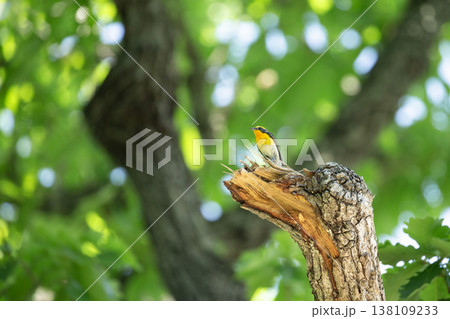 新緑の森のキビタキ 138109233