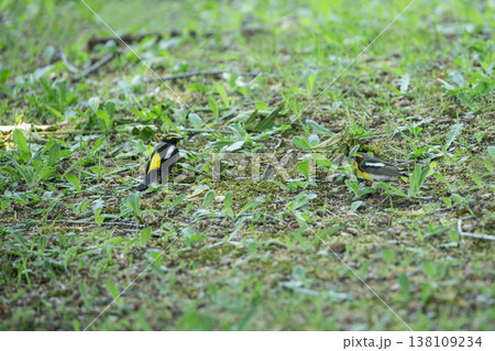 新緑の森のキビタキ 138109234