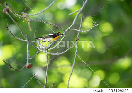 新緑の森のキビタキ 138109235
