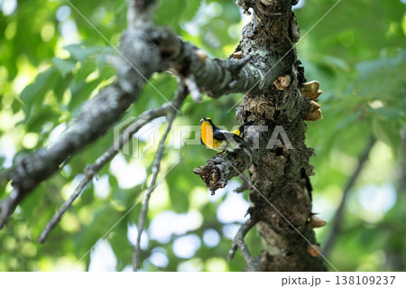 新緑の森のキビタキ 138109237