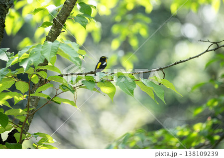 新緑の森のキビタキ 138109239