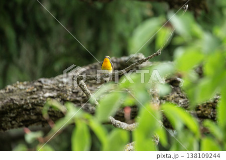 新緑の森のキビタキ 138109244