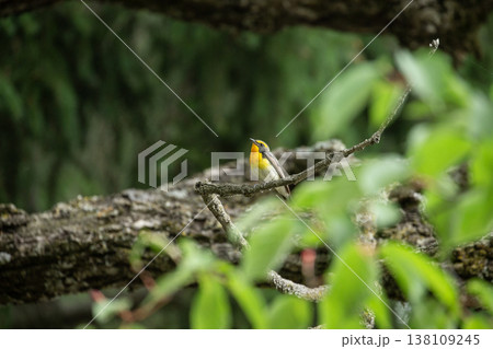 新緑の森のキビタキ 138109245