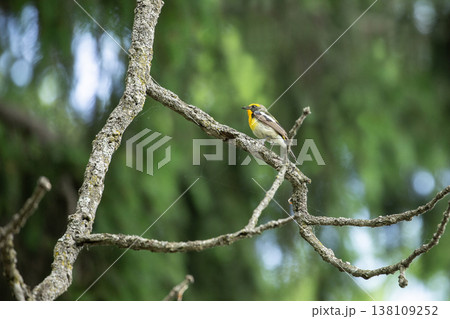 新緑の森のキビタキ 138109252