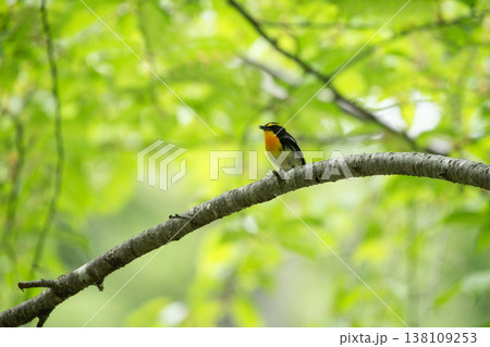 新緑の森のキビタキ 138109253